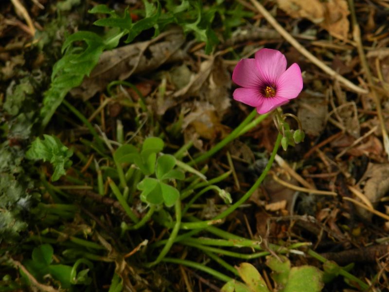 Oxalis articulata